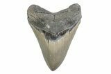 Serrated, Fossil Megalodon Tooth - North Carolina #378049-1
